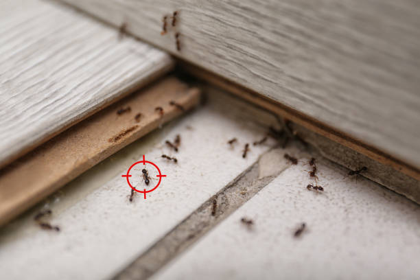 Wasp Removal Services in Crest, CA