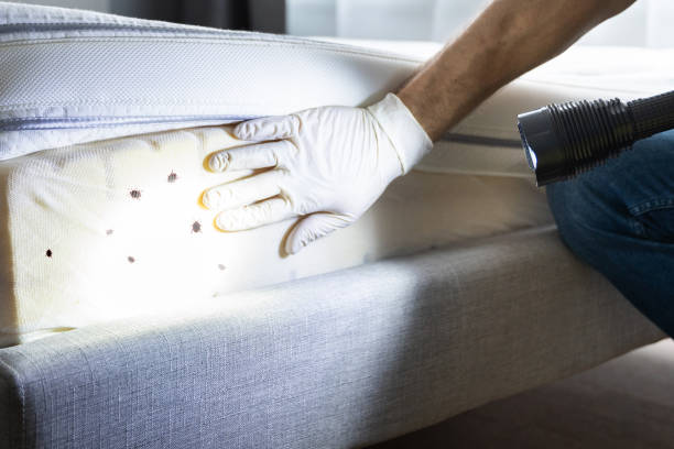 Best Pest Control Treatment  in Crest, CA