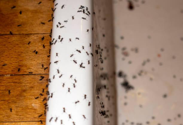 Insect Control in Crest, CA